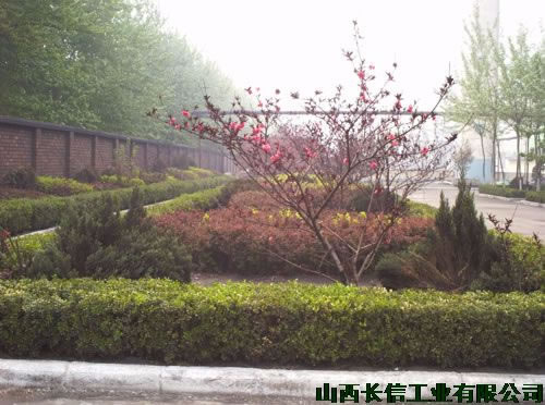 生机盎然的红q? width=